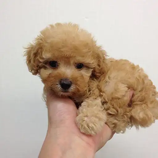 トイ・プードル