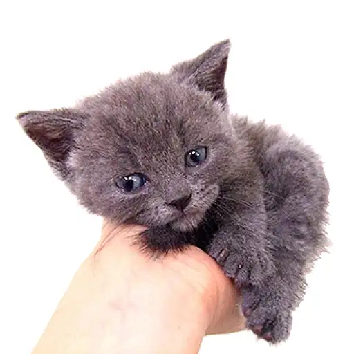 ブリティッシュショートヘア