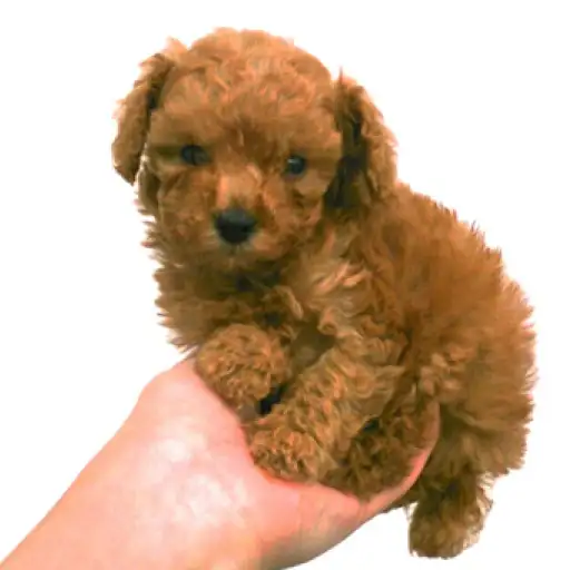 トイ・プードル