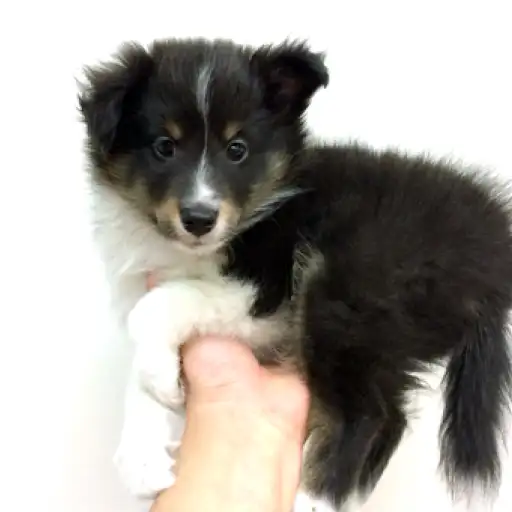 シェットランドシープドッグ