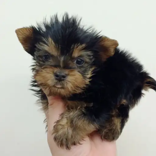 ヨークシャーテリア