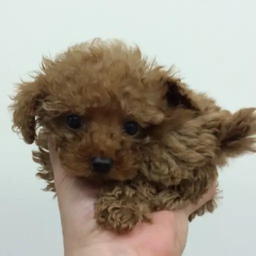 トイ・プードル