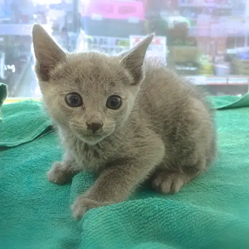 ロシアンブルー