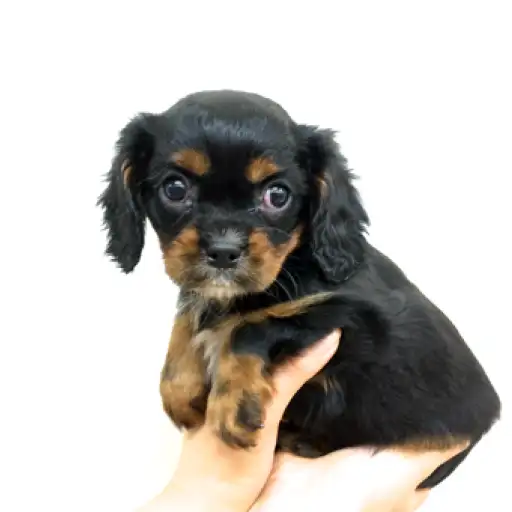 キャバリア・キングチャールズ・スパニエル