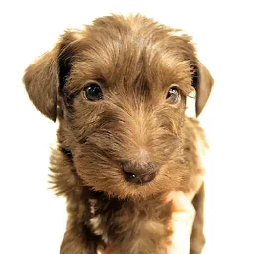 ミニチュア・シュナウザー