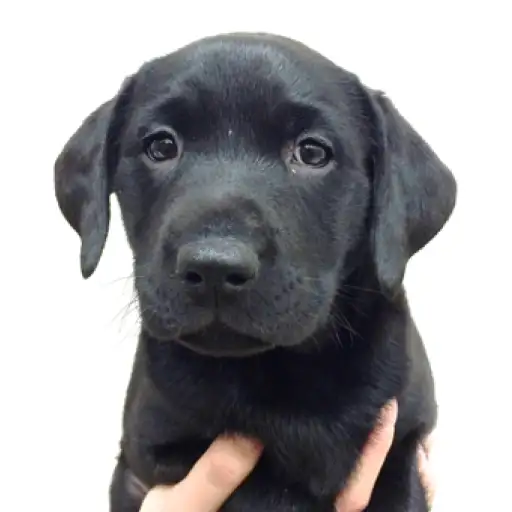 ラブラドールレトリバー