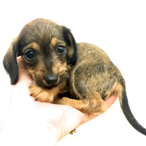 カニンヘン・ダックスフント