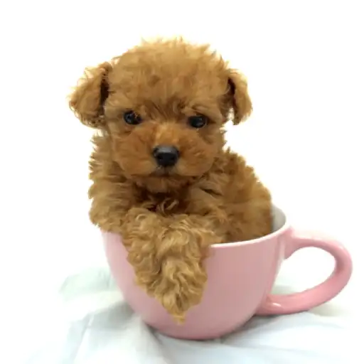 トイ・プードル