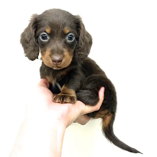 カニンヘン・ダックスフント