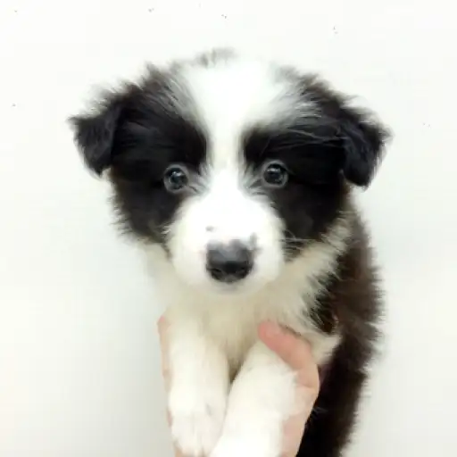 ボーダーコリー