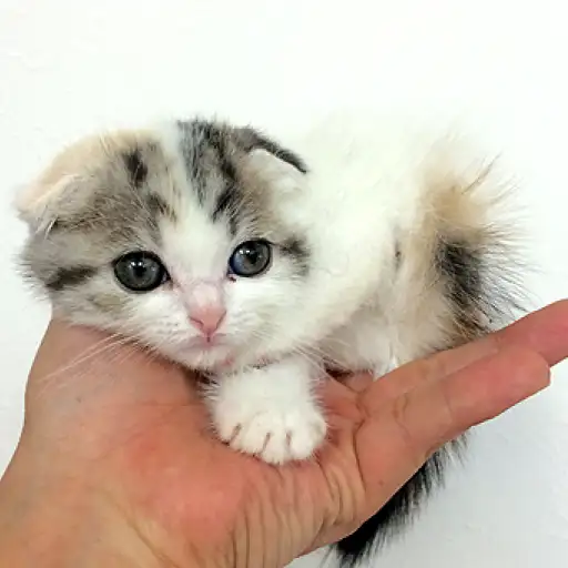 スコティッシュフォールド