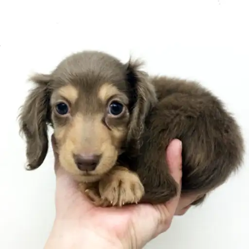 カニンヘン・ダックスフント