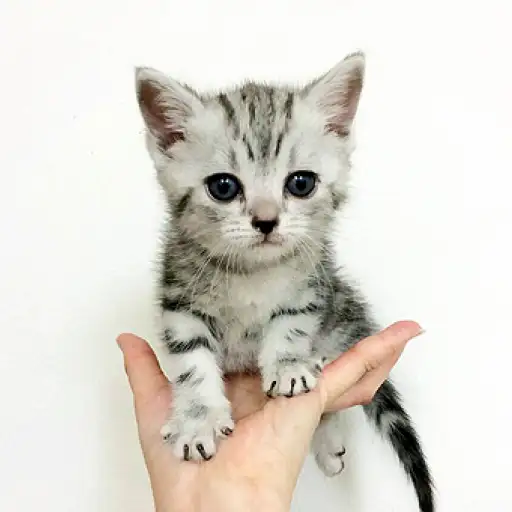 アメリカンショートヘア