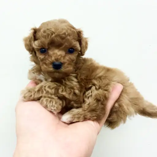 トイ・プードル