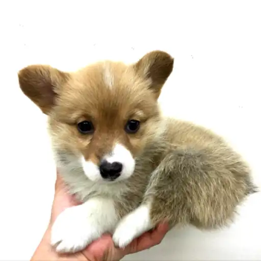 ウェルシュコーギーペンブローク