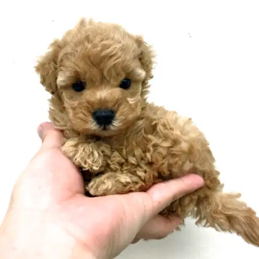 トイ・プードル