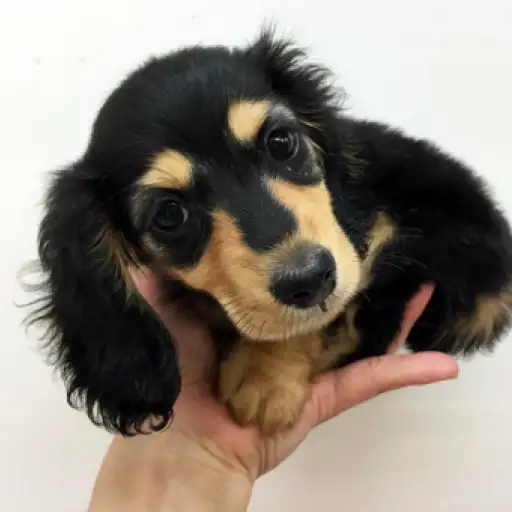 ミニチュア・ダックスフント