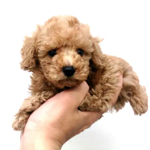 トイ・プードル