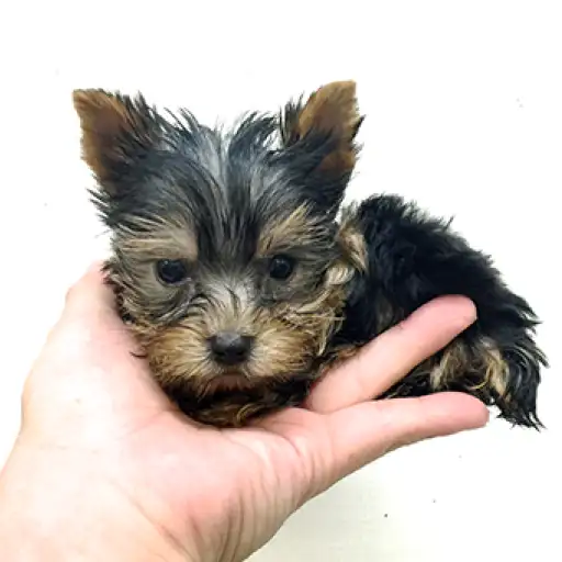 ヨークシャーテリア