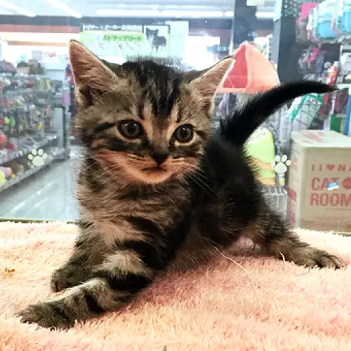 アメリカンショートヘア