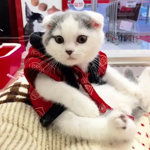 スコティッシュフォールド