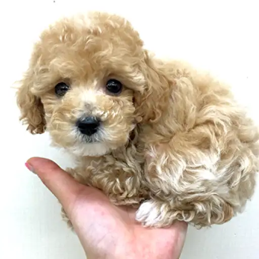 トイ・プードル