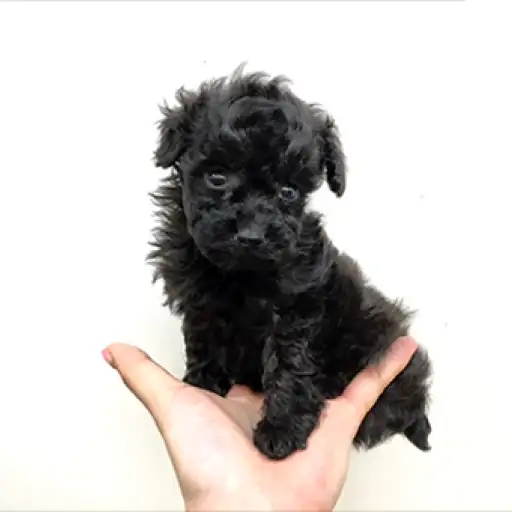 トイ・プードル