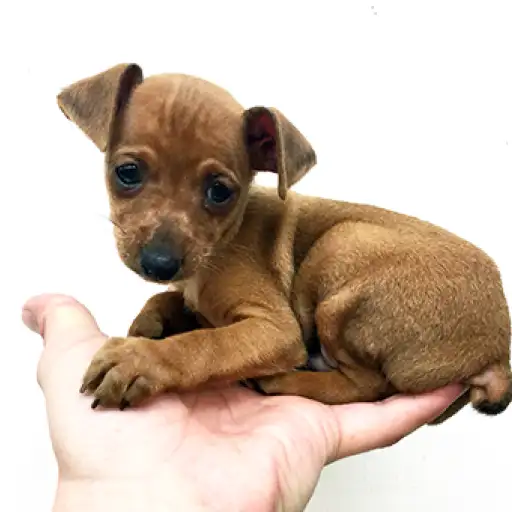 ミニチュア・ピンシャー