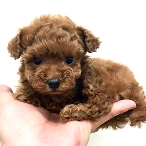 トイ・プードル