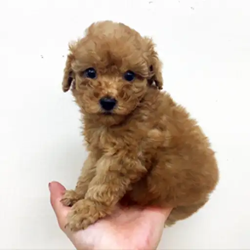 トイ・プードル