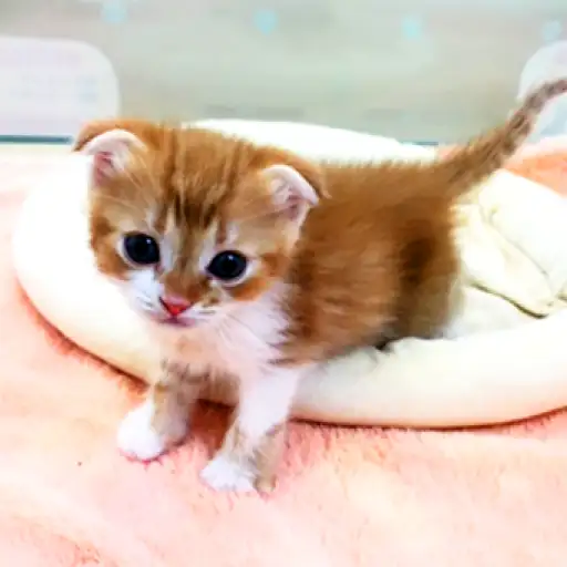 スコティッシュフォールド