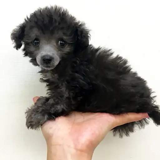 トイ・プードル