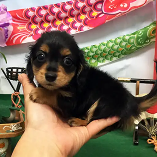 ミニチュア・ダックスフント