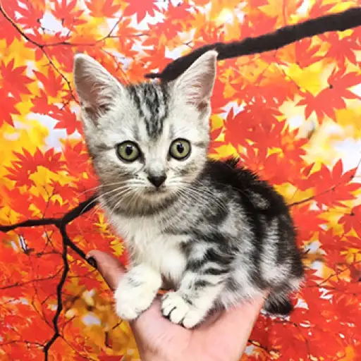 アメリカンショートヘア