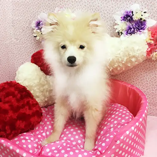 ポメラニアン