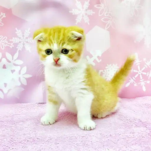 スコティッシュフォールド