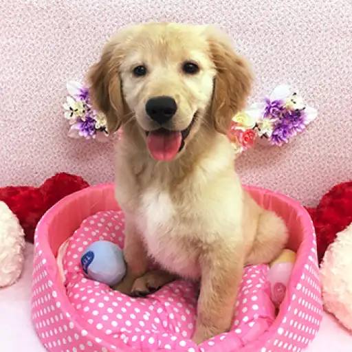 ゴールデンレトリバー