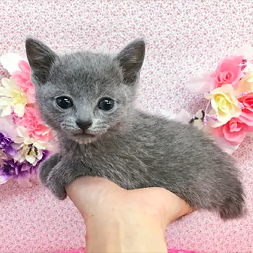 ロシアンブルー