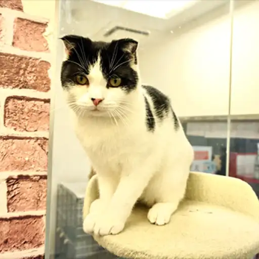 スコティッシュフォールド