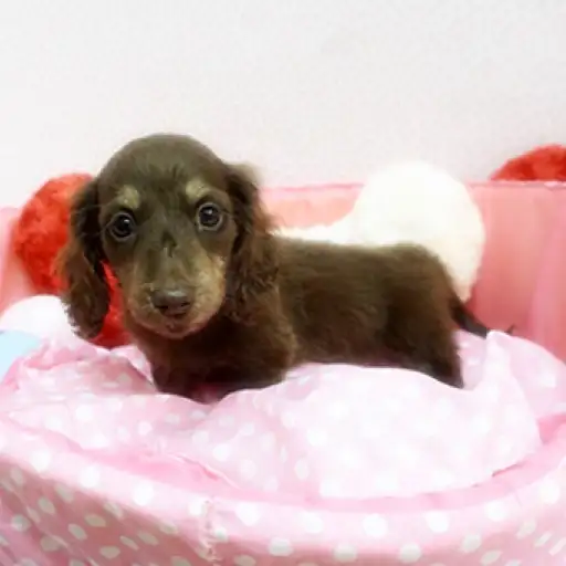 ミニチュア・ダックスフント