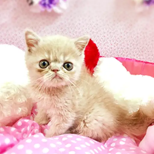 エキゾチックショートヘア