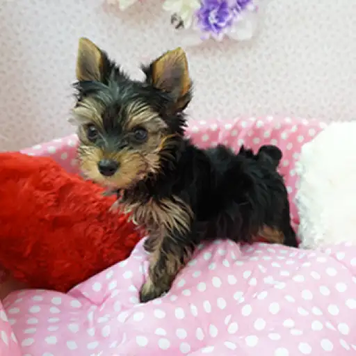 ヨークシャーテリア