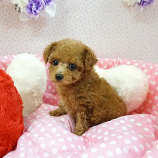 トイ・プードル