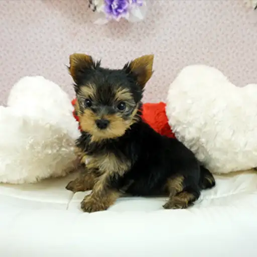 ヨークシャーテリア