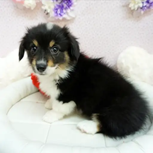 ウェルシュコーギーペンブローク