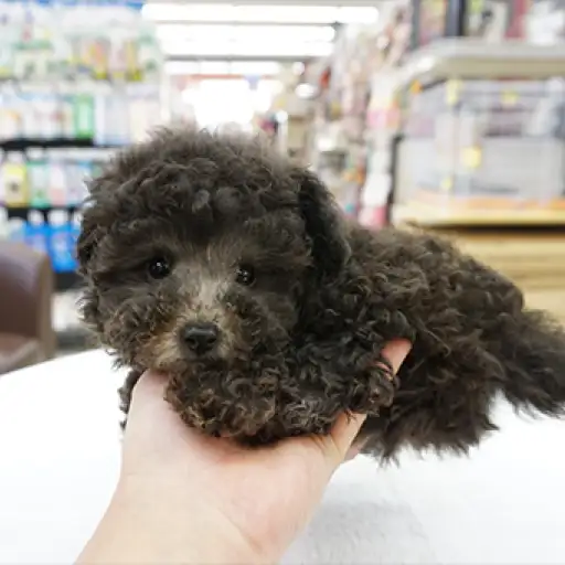 トイ・プードル