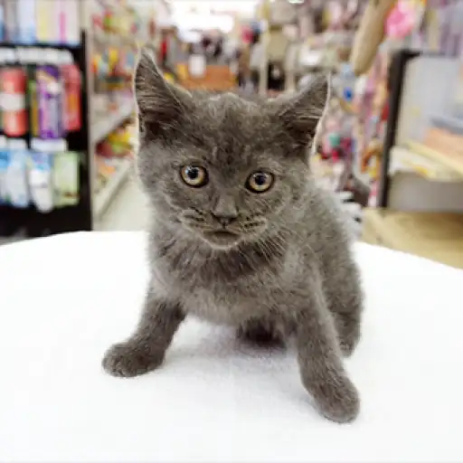 ブリティッシュショートヘア