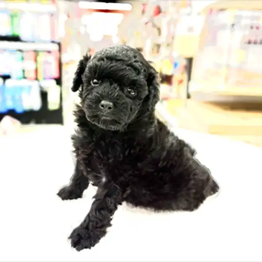 トイ・プードル