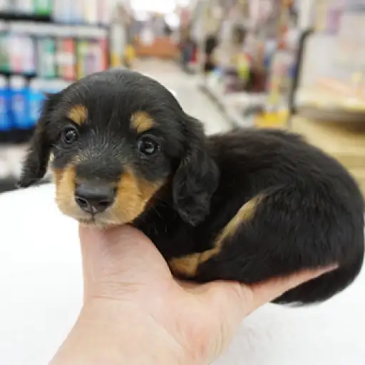 ミニチュア・ダックスフント