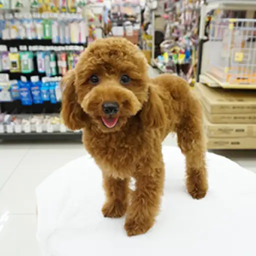 トイ・プードル